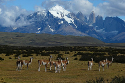Sdamerika, Chile-Argentinien - Patagonien-Expeditionen: Guanakos vor dem Torres Massiv